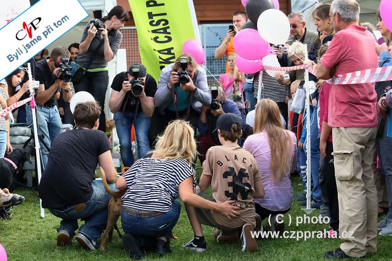 Stovky psů, VIP, zábava, závody, útulky, psí den jak má být